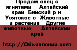 Продам овец с ягнятами. - Алтайский край, Бийский р-н, Усятское с. Животные и растения » Другие животные   . Алтайский край